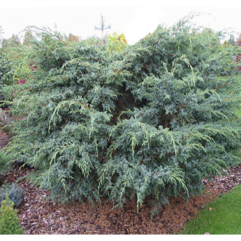 Можжевельник чешуйчатый «Мейери» (Juniperus squamata 'Meyeri')