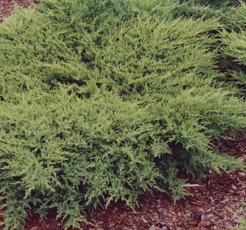 Можжевельник средний "Pfitzeriana Compacta"