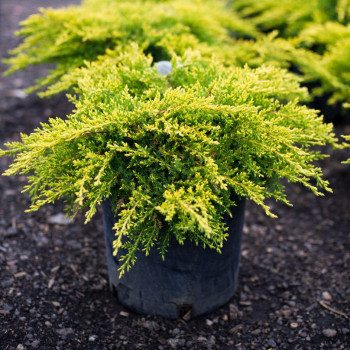 Можжевельник средний "Old Gold"