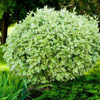 Дёрен белый "Gouchaultii"