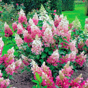 Гортензия метельчатая «Пинки Винки» (Hydrangea paniculata Pinky Winky)