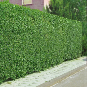 Бирючина обыкновенная