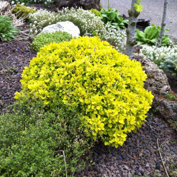 Барбарис тунберга "Tiny Gold"