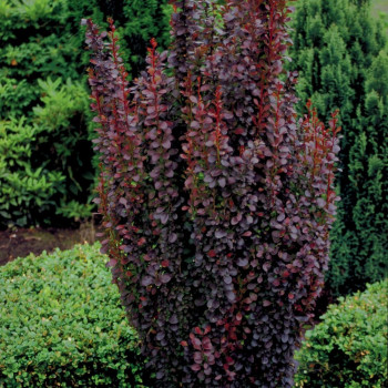 Барбарис Тунберга "Red Pillar"