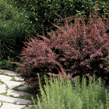 Барбарис тунберга "Red Dream"