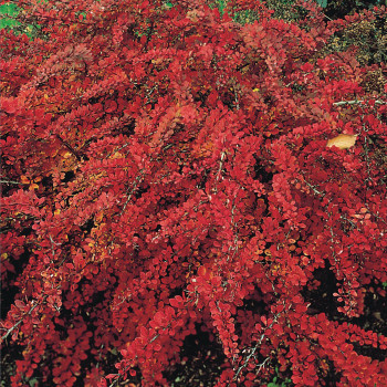 Барбарис Тунберга "Red carpet"