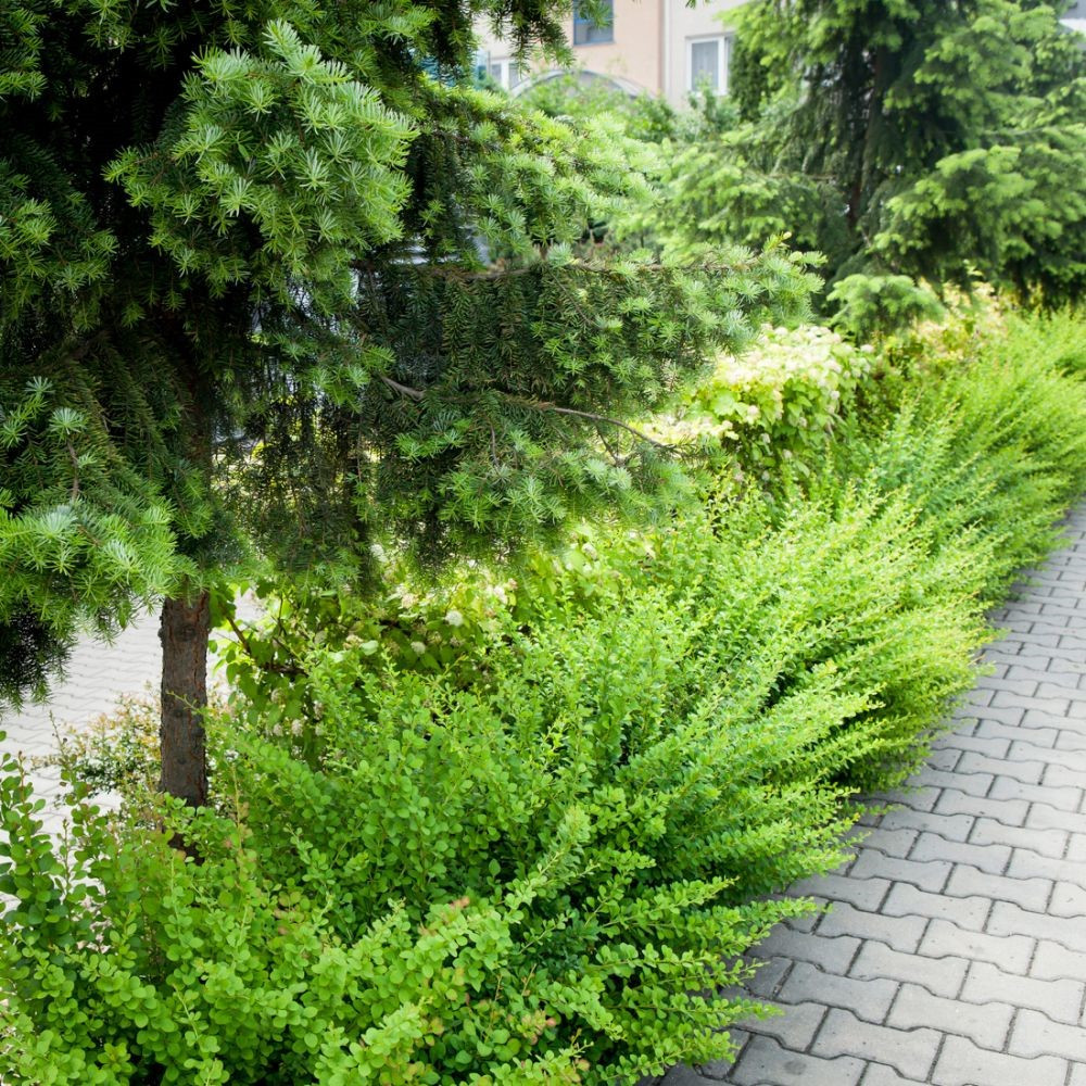 Барбарис Тунберга "Green carpet"