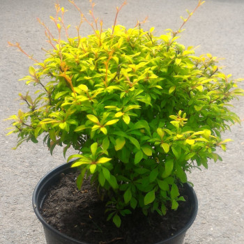 Барбарис тунберга "Golden Dream"