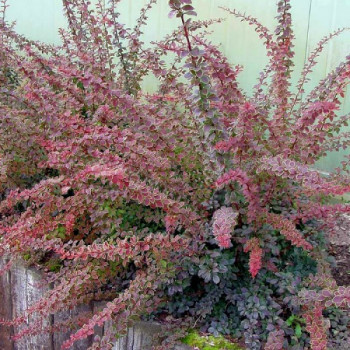 Барбарис Тунберга "Coronita"