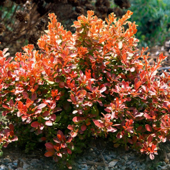 Барбарис Тунберга "Admiration"