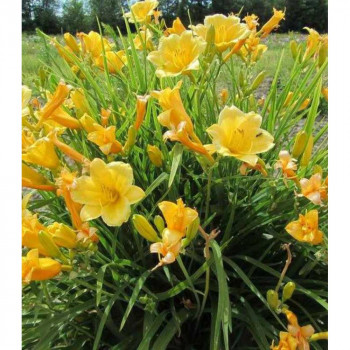 Лилейник гибридный «Стелла де Оро» (Hemerocallis hybrida ‘Stella de Oro’)