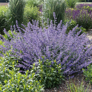 Котовник «Сикс Хиллс Гиант» (Nepeta 'Six Hills Giant')