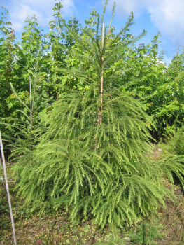 Лиственница европейская (Larix decidua)