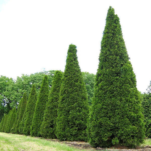 Высадка живой изгороди