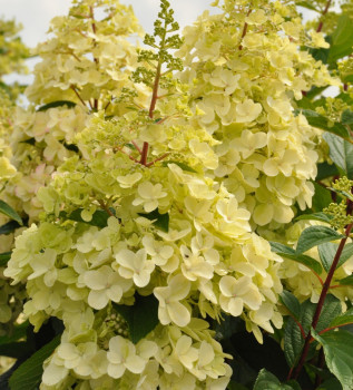 Гортензия метельчатая «Кэндллайт» (Hydrangea paniculata 'Candlelight')