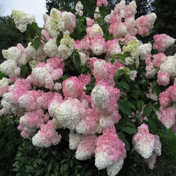 Гортензия метельчатая "Vanille-Fraise"