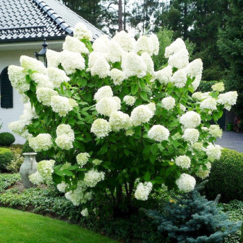 Гортензия метельчатая 'Polar Bear'