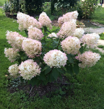 Гортензия метельчатая «Фантом» (Hydrangea paniculata 'Phantom')