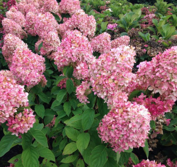 Гортензия метельчатая «Мэджикал Кэндл» (Hydrangea paniculata Magical Candle)