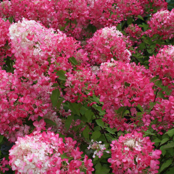 Гортензия метельчатая 'Diamond Rouge'