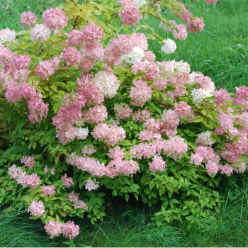 Гортензия метельчатая Confetti