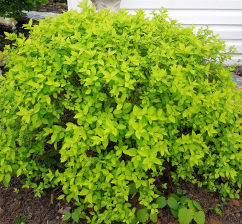 Спирея японская «Голд Маунд» (Spiraea japonica 'Gold Mound')