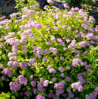 Спирея японская "Golden Princess"