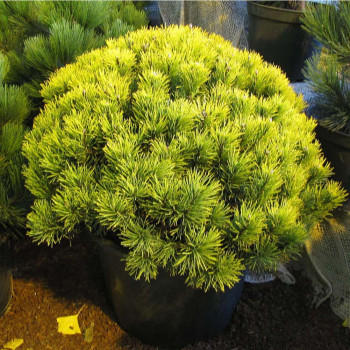 Сосна горная "Carstens Wintergold"