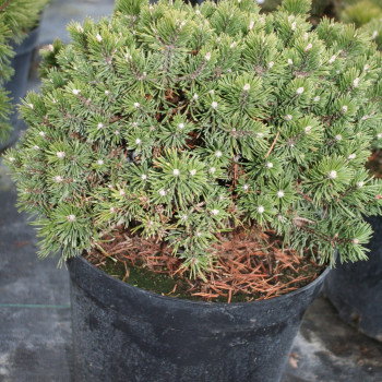 Сосна горная "Benjamin"