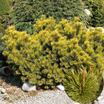 Сосна горная "Winter Gold"