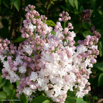 Сирень - Syringa vulgaris "Красавица Москвы"