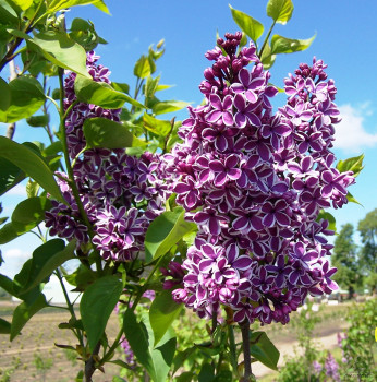 Сирень - Syringa vulgaris "Sensation"
