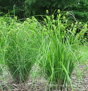 Осока гладконосая (Carex leiorhyncha)
