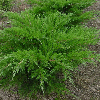 Можжевельник средний  'Mint Julep'