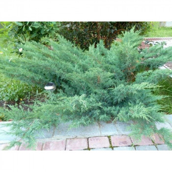 Можжевельник казацкий 'Glauca'