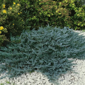 Можжевельник горизонтальный  Blue Chip