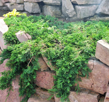 Можжевельник  горизонтальный 'Wiltonii'