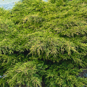 Можжевельник средний "Gold Coast"